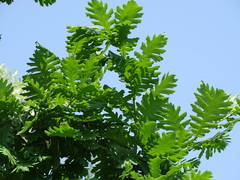 Quercus frainetto