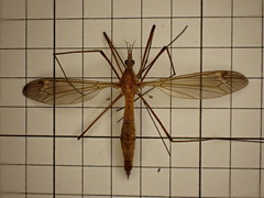 Tipula bezzii