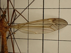 Tipula bezzii
