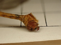 Tipula bezzii