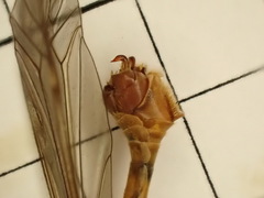 Tipula bezzii