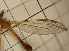 Tipula bezzii