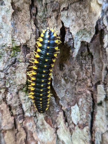 Apheloria montana photo 2