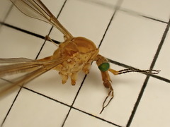 Tipula bezzii