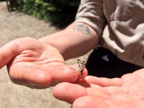 Mecoptera