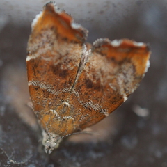 Choreutis nemorana
