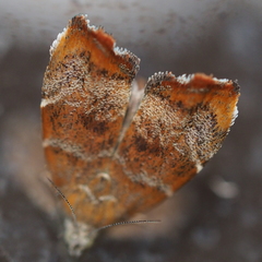 Choreutis nemorana