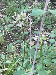 Valeriana arizonica