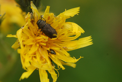 Anthaxia quadripunctata