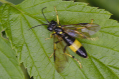 Tenthredo maculata