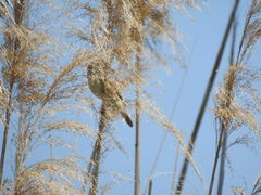 Acrocephalus arundinaceus