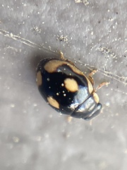 Hyperaspis undulata