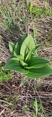 Veratrum nigrum