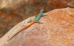 Platysaurus orientalis