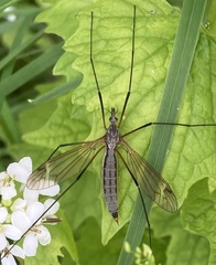 Tipula maxima