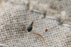 Protapion nigritarse