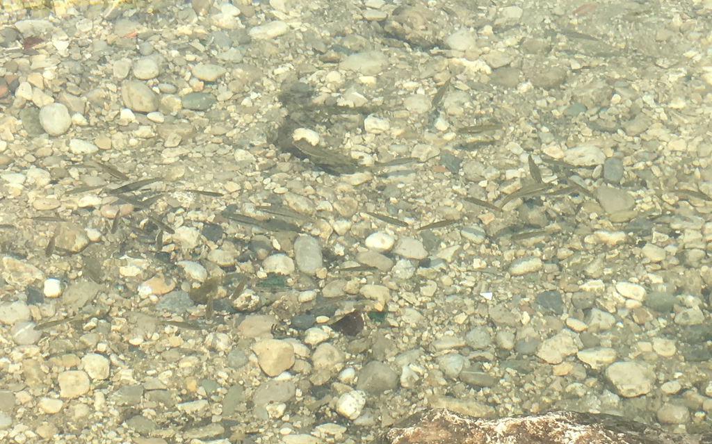 Striped dace (Telestes metohiensis) — Cyprinidae