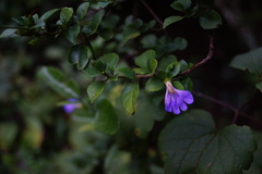 Sclerochiton harveyanus