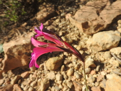 Gladiolus dubius