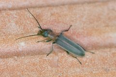 Oxycopis
