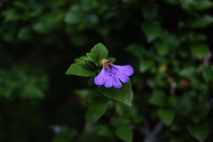 Sclerochiton harveyanus