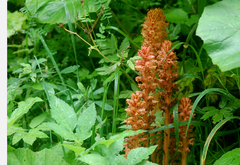 Orobanche flava