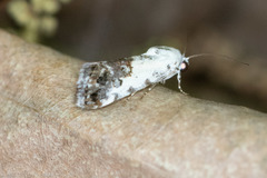Ponometia phecolisca