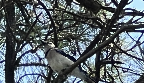 Blue Jay photographed in South Carolina