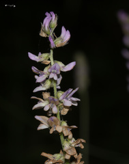 Desmodium sessilifolium