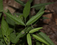 Desmodium sessilifolium