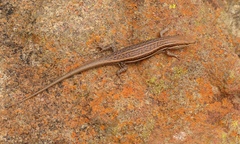 Trachylepis laevigata