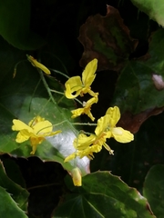 Epimedium × perralchicum