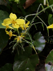 Epimedium × perralchicum