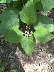 Callicarpa americana