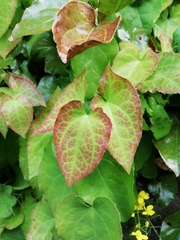 Epimedium × perralchicum