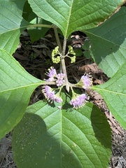 Callicarpa americana