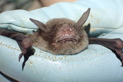 Pteronotus mesoamericanus