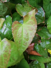 Epimedium × perralchicum