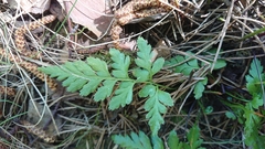 Asplenium cuneifolium