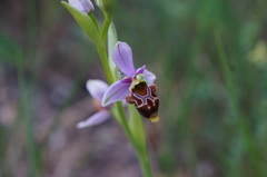 Ophrys scolopax apiformis
