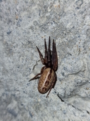 Segestria senoculata