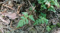 Asplenium cuneifolium