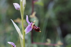 Ophrys scolopax apiformis