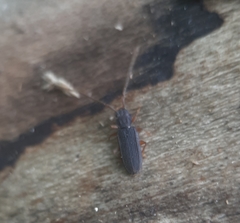 Uleiota debilis