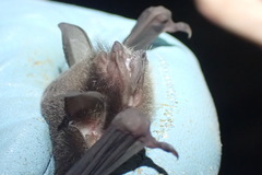 Pteronotus mesoamericanus