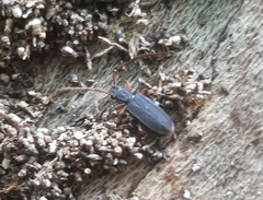 Uleiota debilis