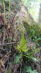 Asplenium cuneifolium