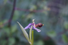 Ophrys scolopax apiformis