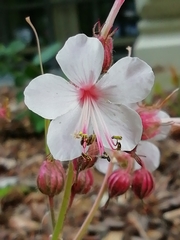 Geranium × cantabrigiense