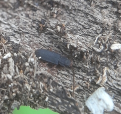 Uleiota debilis